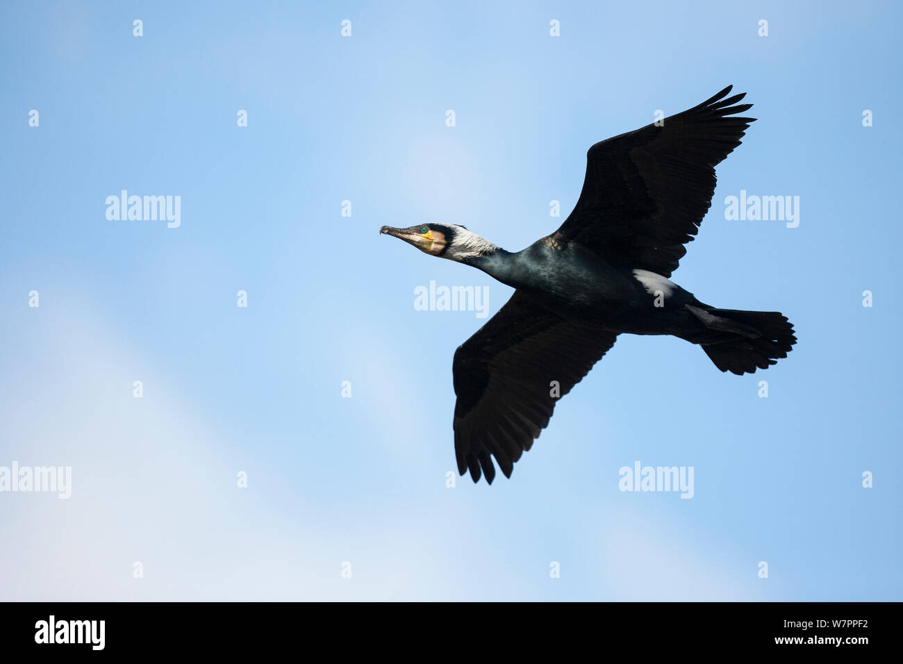 Grand Cormoran (Phalacrocorax carbo sinensis), adulte, en plumage nuptial en vol, typique croix forme, Niederhof, Allemagne, Mars Banque D'Images