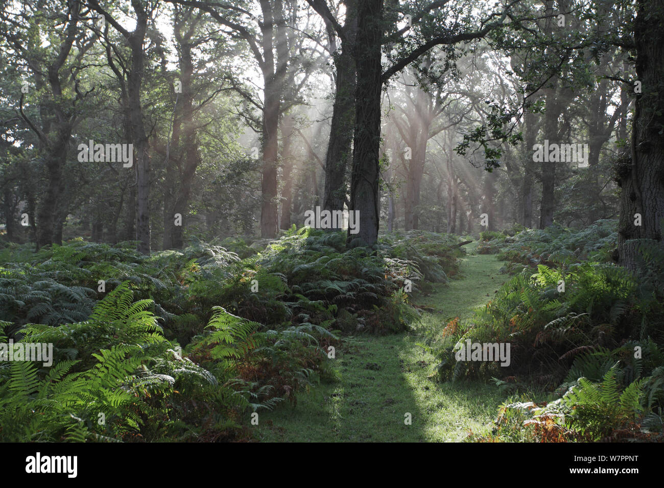 Chemin herbeux et rayons de lumière du soleil à travers des bois de chêne avec un sous-étage bracken, Broomy Enceinte, parc national New Forest, Hampshire, Angleterre, Royaume-Uni, Septembre 2012 Banque D'Images