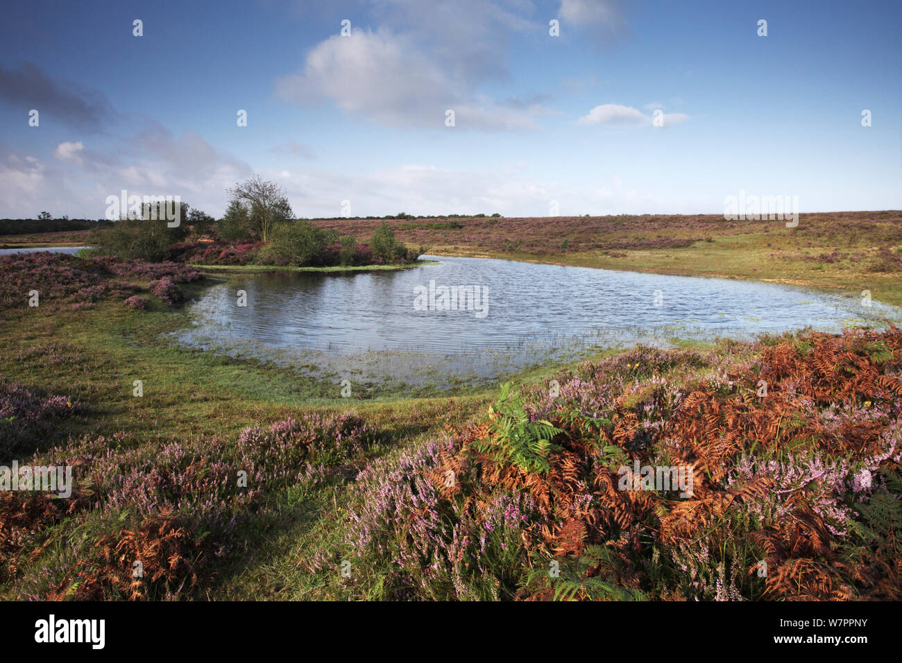 Sur l'étang de lande plaine près de Slufters Bratley Enceinte, parc national New Forest, Hampshire, Angleterre, Royaume-Uni, août 2012 Banque D'Images Sur l'étang de lande plaine près de Slufters Bratley Enceinte, parc national New Forest, Hampshire, Angleterre, Royaume-Uni, août 2012 Banque D'Images
