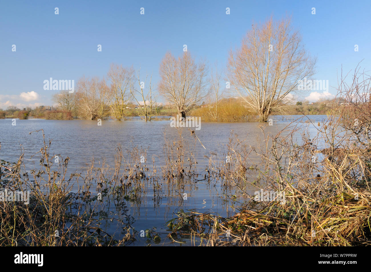 Les pâturages inondés, un bocage et ligne de saules (Salix sp.) près de Hambridge sur Somerset Levels après des semaines de forte pluie, UK, décembre 2012. Banque D'Images