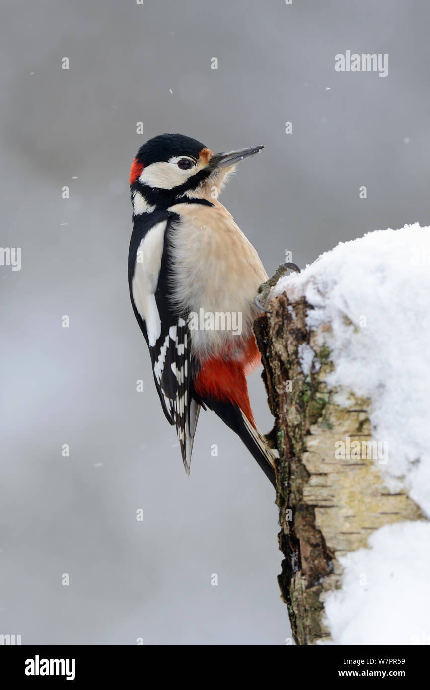 Great Spotted Woodpecker (Dendrocopos major) sur la neige couverts Birch Tree Stump, Vosges, France, janvier Banque D'Images