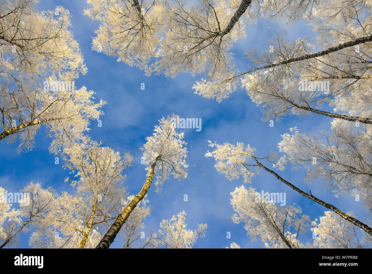 Les bouleaux (Betula) couvert forestier. Le sud de l'Estonie, janvier. Banque D'Images