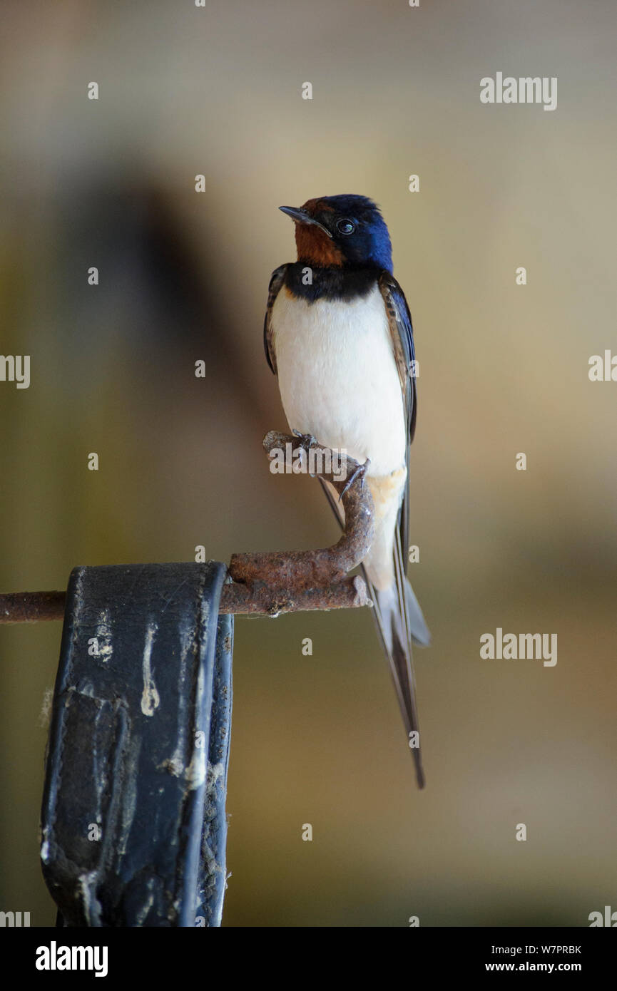 L'hirondelle rustique (Hirundo rustica) perché, le sud de l'Estonie, en juillet. Banque D'Images