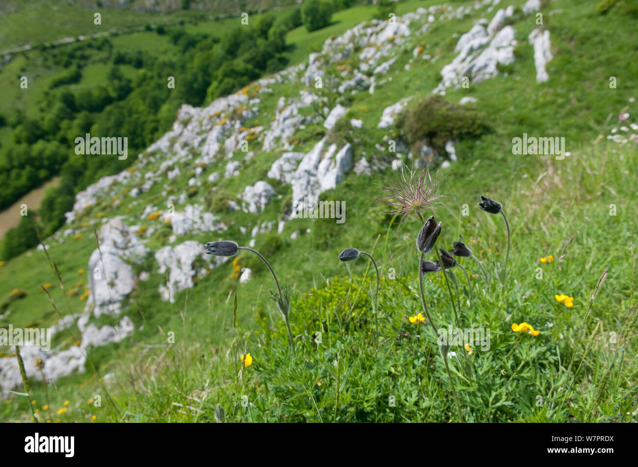 Anémone pulsatille (pulsatilla rubra ssp. hispanica) Picos de Europa, l'Espagne, Juin Banque D'Images