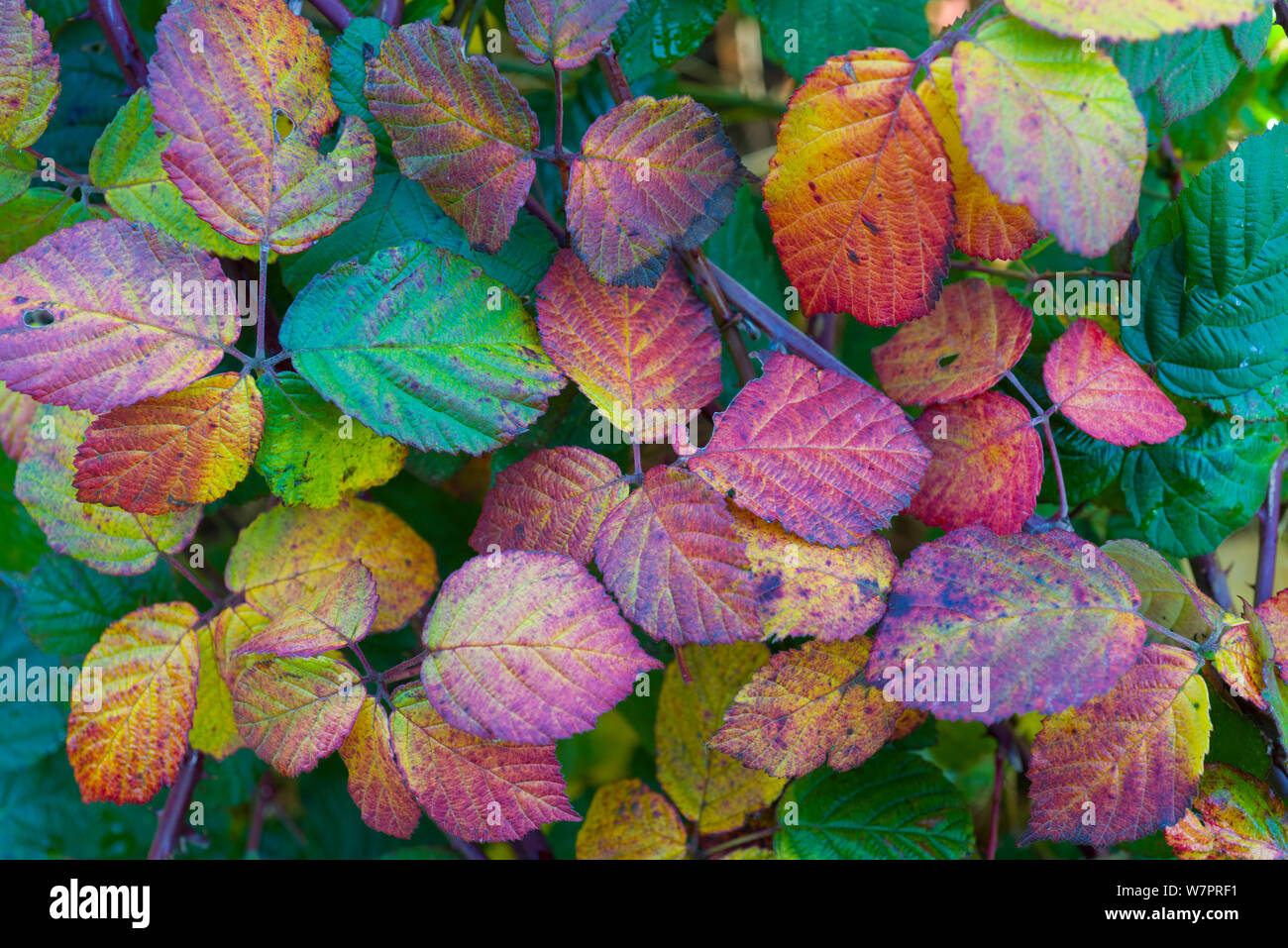 Automne feuilles de ronce (Rubus fruticosa) Hindringham, North Norfolk, Angleterre Banque D'Images