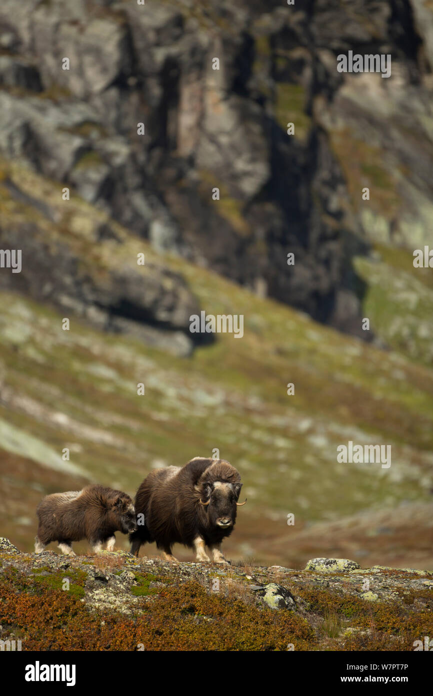 Le Bœuf musqué (Ovibos moschatus) avec jeune veau dans l'habitat de montagne. Le Parc National de Dovrefjell, Norvège, septembre. Ex-libris de Danny Green's 'le long voyage vers le nord' Banque D'Images