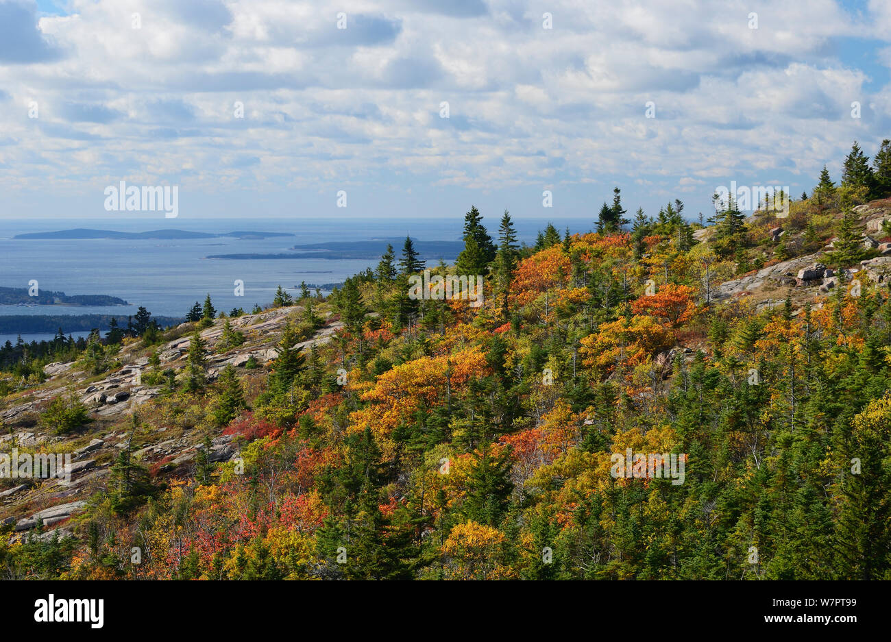 Arbres sur Cadillac Mountain et l'océan Atlantique dans la distance, l'Acadia National Park, Maine. Octobre Banque D'Images