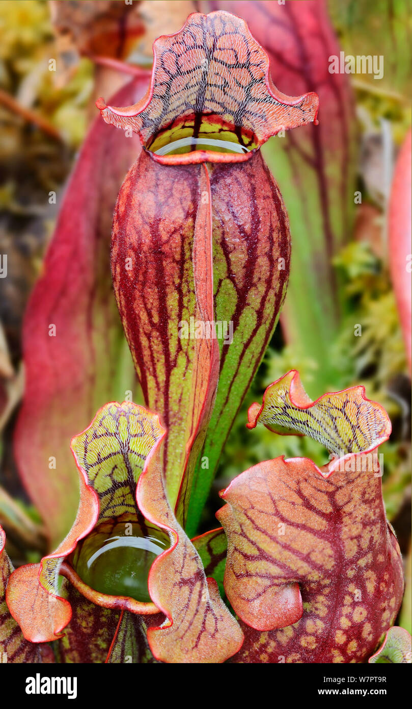 Le nord de la sarracénie pourpre (Sarracenia purpurea) plantes carnivores. Baxter State Park, Maine. Septembre 2012. Banque D'Images