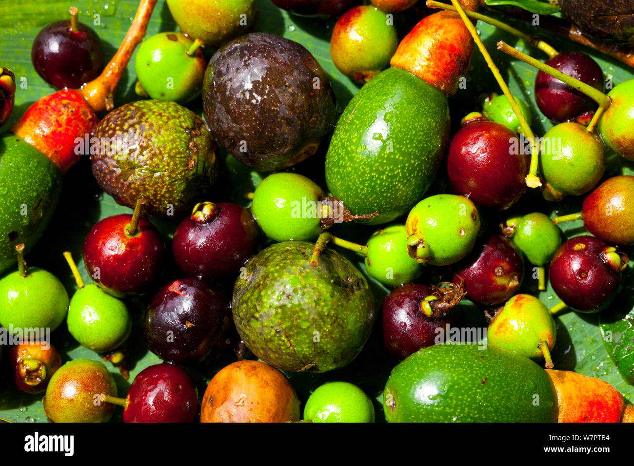 Varitey de fruits sauvages, y compris l'avocat à partir de la forêt du nuage en Quetzales, Parc National de la vallée de la rivière Savegre, Talamanca, Costa Rica, Amérique Centrale Banque D'Images