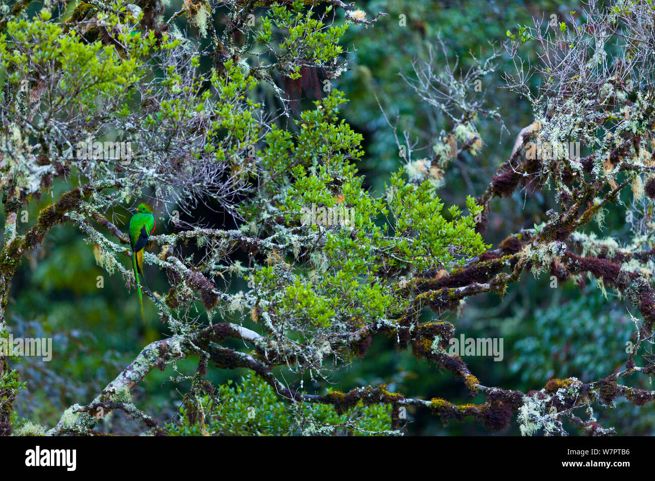 Quetzal (Pharomachrus mocinno) un homme, dans la forêt de nuages, le Parc National Los quetzales, vallée de la rivière Savegre, Talamanca, Costa Rica, Amérique Centrale Banque D'Images