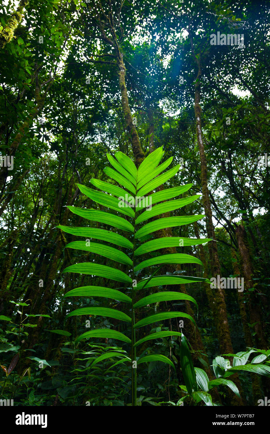 Du soleil qui brille sur plante en sous-étage de la forêt de nuages de Santa Elena, Monteverde Réserve naturelle du Costa Rica, Amérique Centrale Banque D'Images