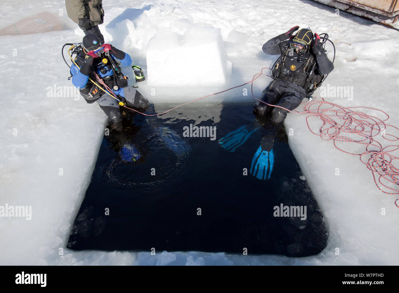 Les amateurs de plongée sous-marine faire les dernières vérifications avant la plongée à l'intérieur du trou d'entrée maina (découpe) sous la glace arctique, centre de plongée, mer Blanche, Carélie du nord de la Russie, Mars 2010 Banque D'Images