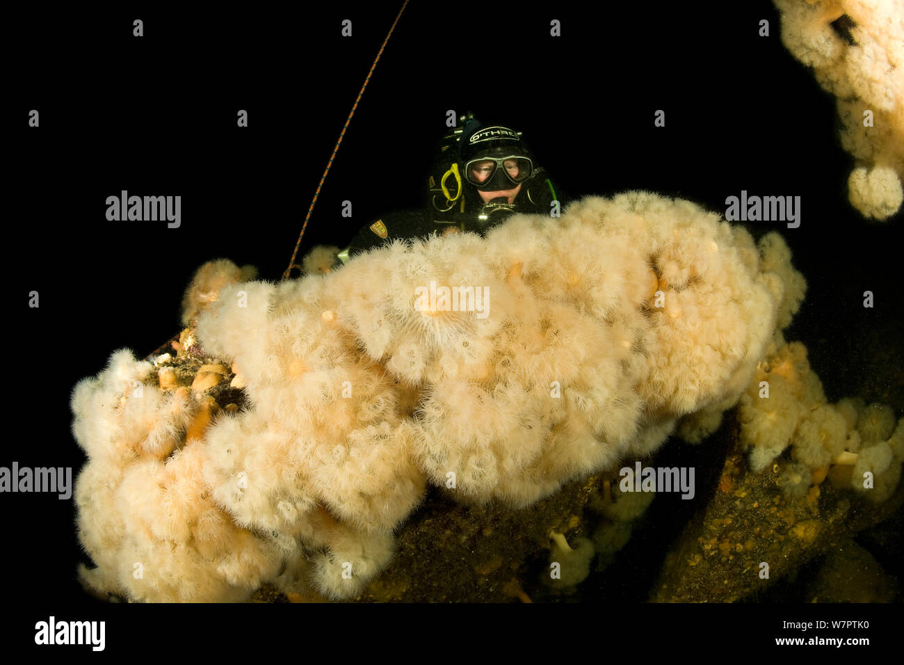Anémone de mer plumeuses (Metridium senile) avec PADI, cercle arctique, centre de plongée, mer Blanche, Carélie du nord de la Russie, Mars 2010 Banque D'Images