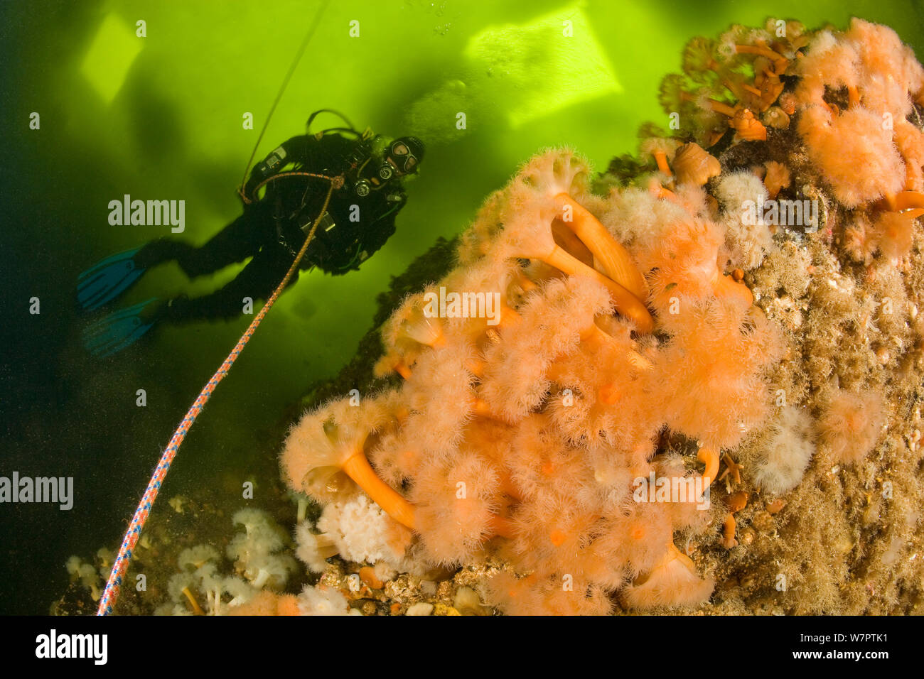 Scuba Diver avec anémone de mer plumeuses (Metridium senile) sous les glaces du cercle arctique, centre de plongée, mer Blanche, Carélie du nord de la Russie, Mars 2010 Banque D'Images