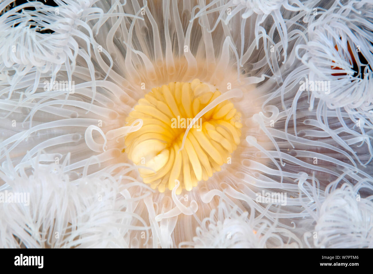 Anémone de mer plumeuses (Metridium senile) bouche détail cercle arctique, centre de plongée, mer Blanche, la Carélie, dans le nord de la Russie Banque D'Images