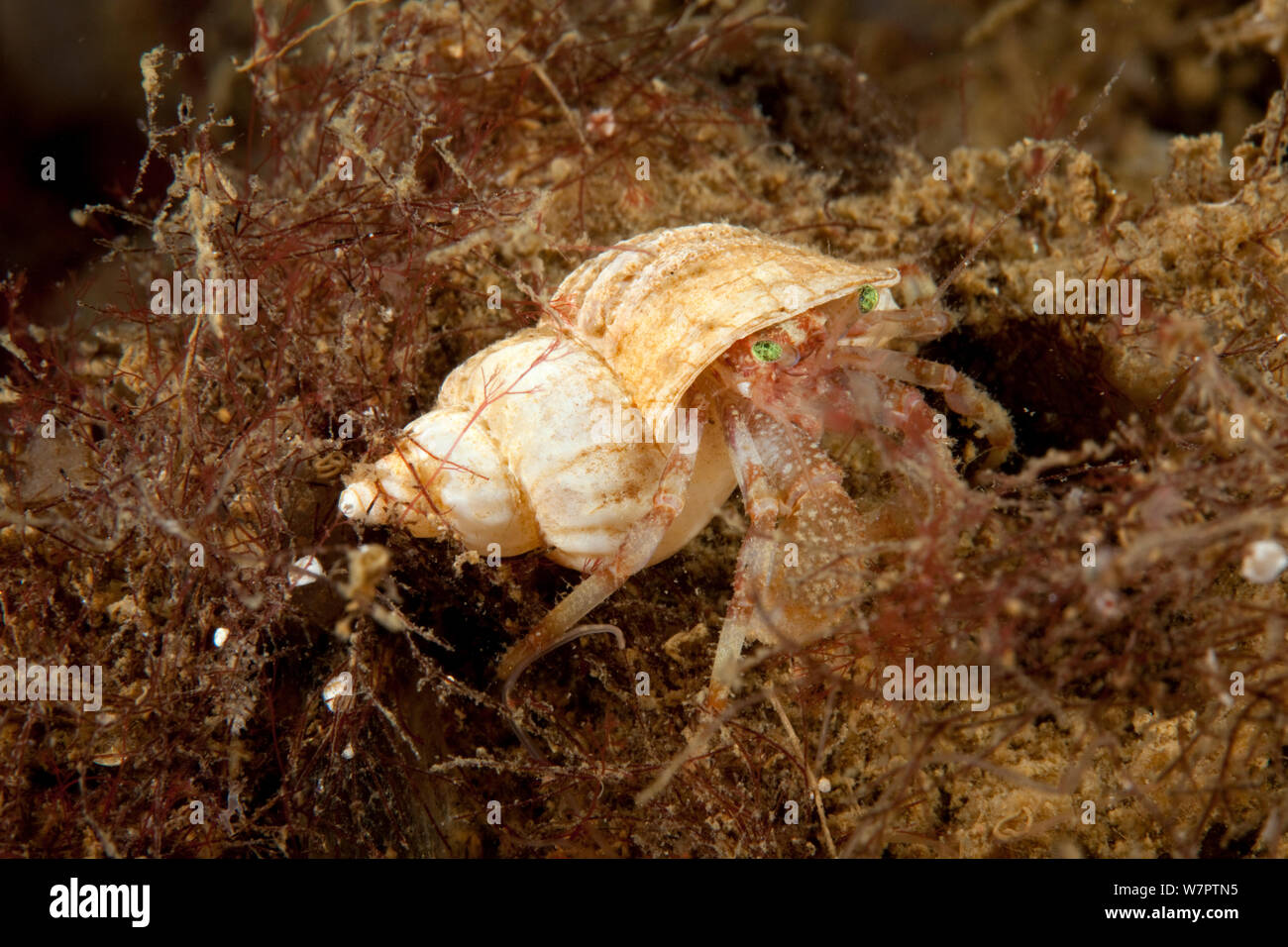 L'ermite (Paguridae) Cercle arctique, centre de plongée, mer Blanche, la Carélie, dans le nord de la Russie Banque D'Images