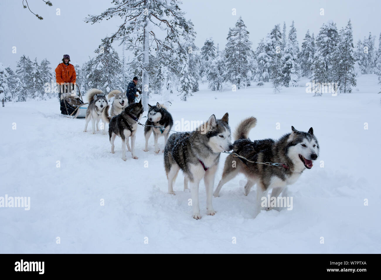 L'équipe de chien husky de Sibérie tirant à l'intérieur du Parc National de Riisitunturi traîneau, Laponie, Finlande Banque D'Images