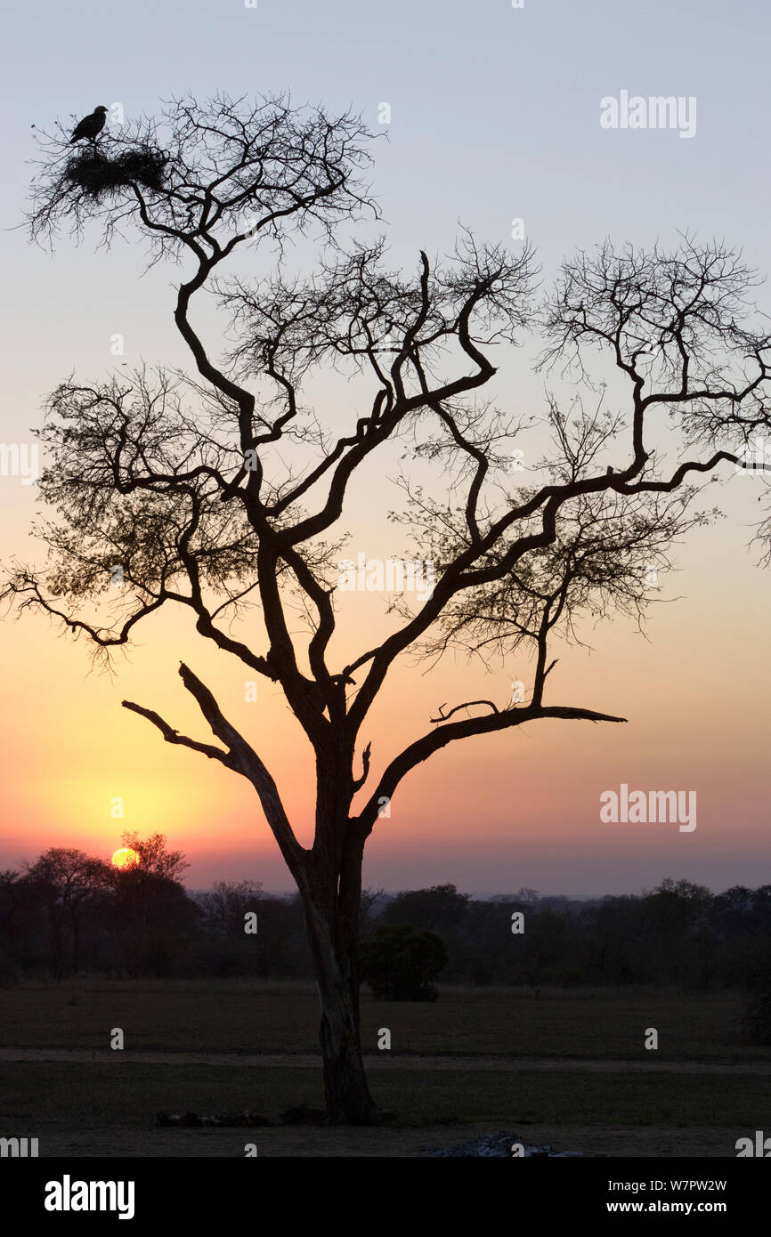 Nid d'aigle des steppes (Aquila nipalensis) dans l'arbre au lever du soleil, Kruger National Park, Afrique du Sud Banque D'Images