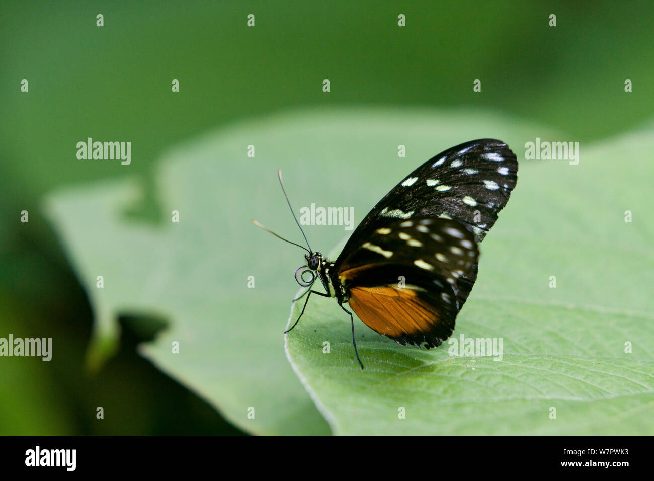 Tiger longwing (papillon Heliconius hecale) sur feuille avec proboscis enroulé, Hacienda Baru, Costa Rica Banque D'Images