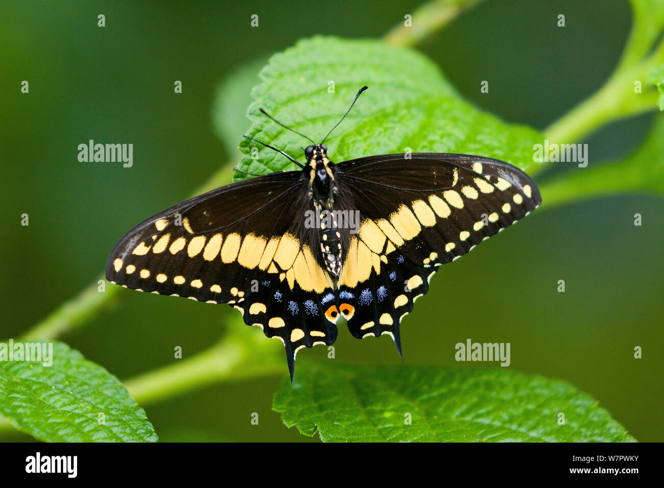 Black swallowtail Butterfly (Papilio polyxenes) Hacienda Baru, Costa Rica Banque D'Images