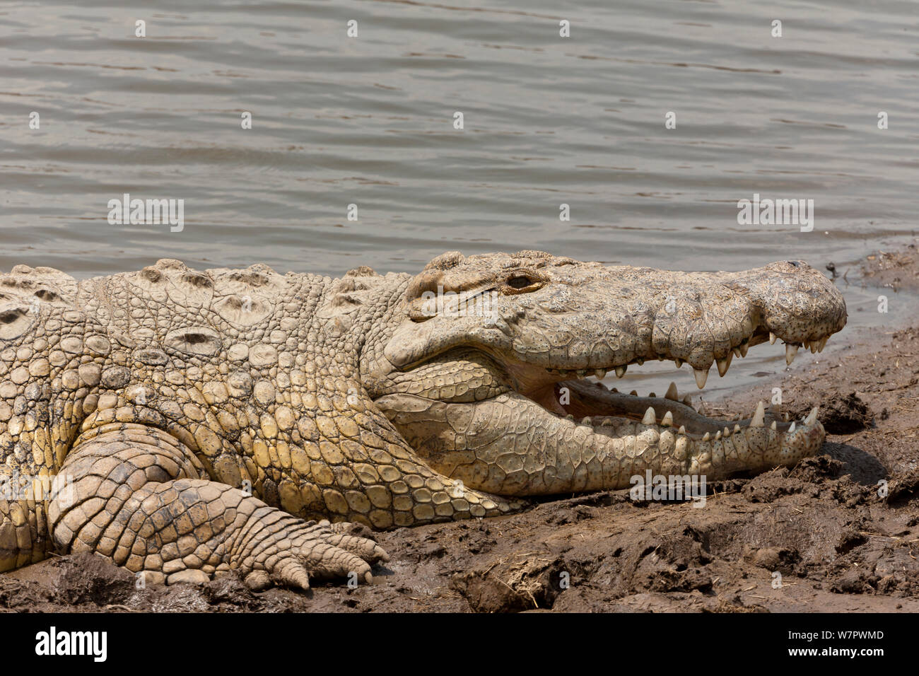 Le crocodile du Nil (Crocodylus niloticus) portrait, Masai-Mara game reserve, Kenya Banque D'Images