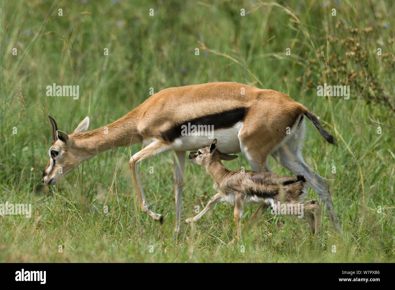 Thomson (Gazella / Eudorcas thomsoni) la mère et le nouveau-né juste après la naissance, Masai-Mara game reserve, Kenya Banque D'Images