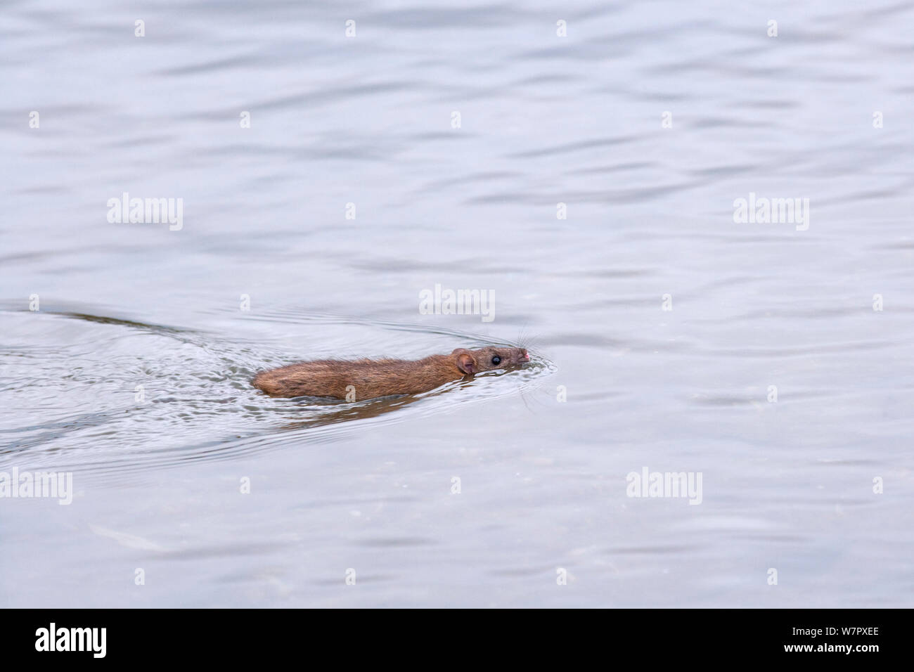 Rat surmulot (Rattus norvegicus) natation sur Duck Pond. Norfolk, en novembre. Banque D'Images