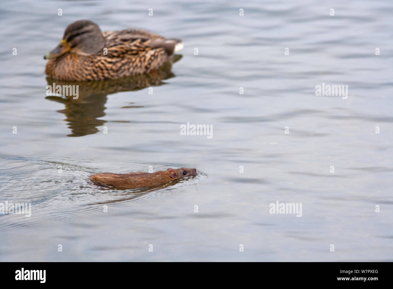 Rat surmulot (Rattus norvegicus) natation passé un canard (Anas platyrhynchos). Norfolk, en novembre. Banque D'Images