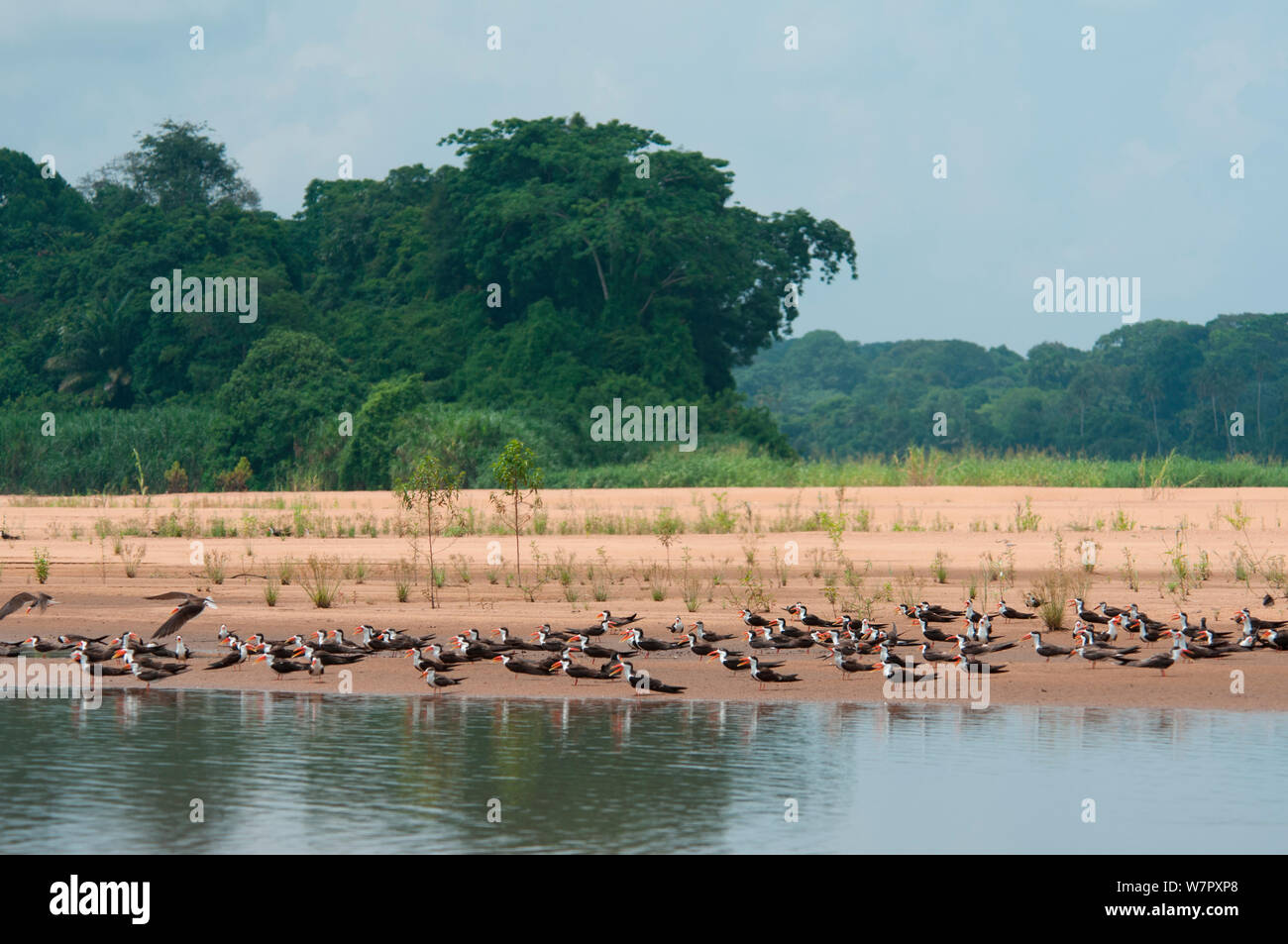 Troupeau de récupérateurs d'Afrique (Rynchops flavirostris) sur les rives de la rivière Sanaga, Douala-Edea Réserver, au Cameroun. Photographie prise sur l'emplacement de BBC Afrique, mai 2010. Banque D'Images