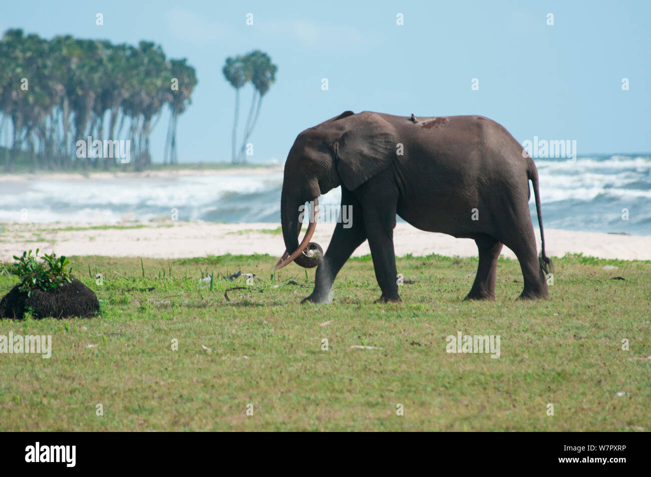 Éléphant de forêt (Loxodonta cyclotis) près de la plage, le Parc National de Loango (Gabon). Photographie prise sur l'emplacement pour BBC 'Afrique' série, janvier 2011. Banque D'Images