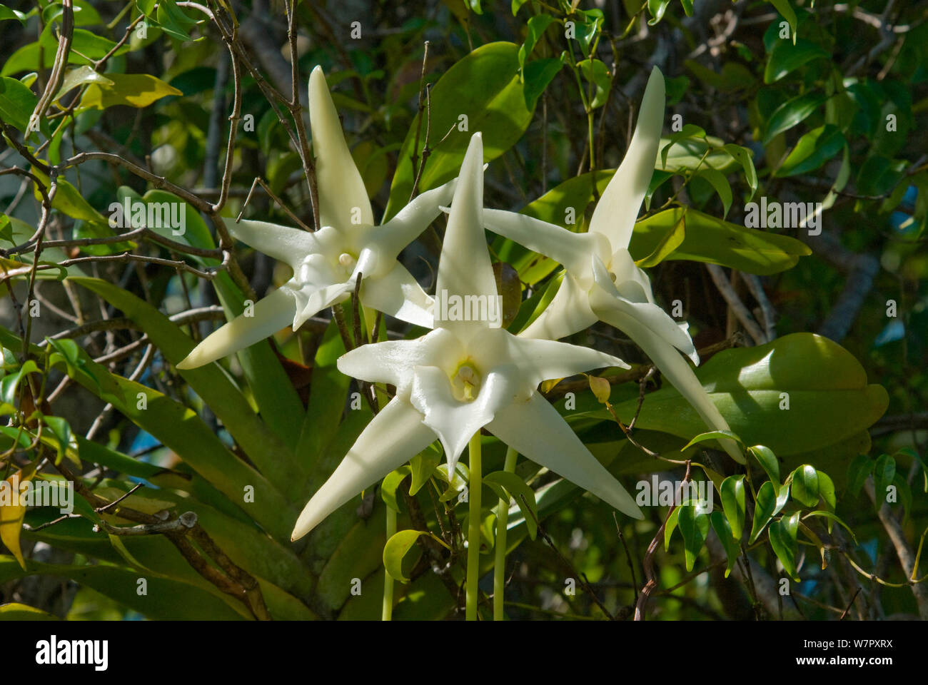 Darwin's Orchid (Angraecum sesquipedale) essence qui est pollinisée par une espèce d'ergot, d'Ambila, Madagascar. Photographie prise sur l'emplacement pour BBC 'Wild Madagascar' Série, août 2009. Banque D'Images