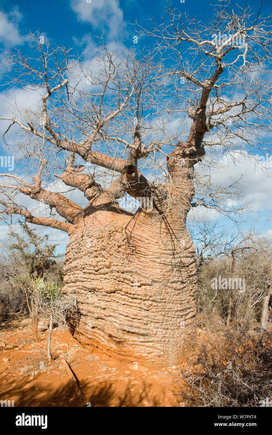 Baobab (Adansonia rubrostipa) dans le Parc National de Tsimanampetsotsa, Madagascar. Photographie prise sur l'emplacement pour BBC 'Wild Madagascar' Série, août 2009. Banque D'Images