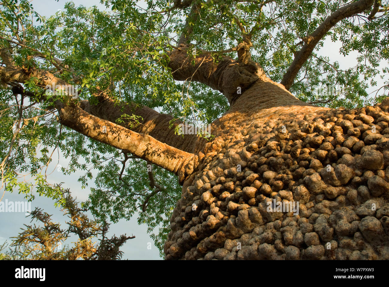 Baobab (Adansonia rubrostipa) montrant le feuillage vert pendant la saison des pluies. Lac Tsimanampetsotsa, Madagascar. Photographie prise sur l'emplacement pour BBC 'Wild Madagascar' Série, Février 2010 Banque D'Images