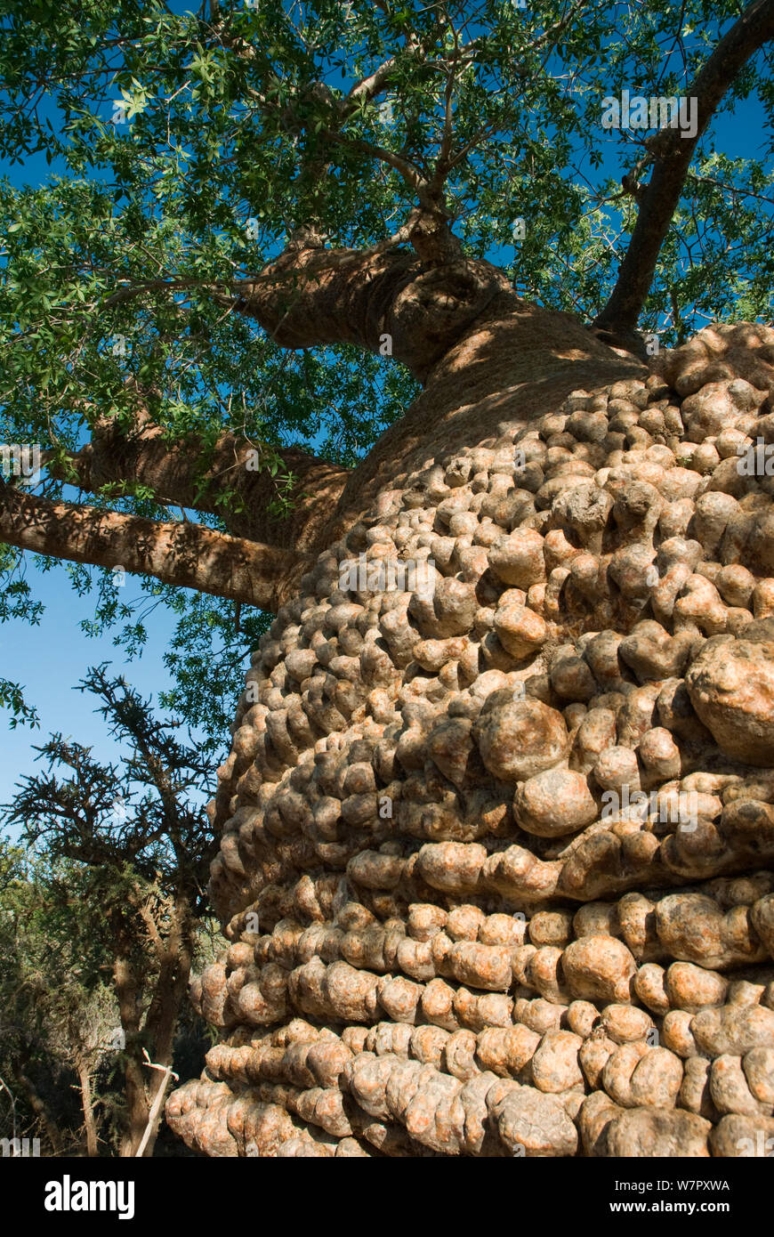 'Grand-mère' Baobab (Adansonia rubrostipa) avec les feuilles vertes de la saison des pluies. Close up d'écorce Lac Tsimanampetsotsa, parc national de Madagascar. Photographie prise lors du tournage de 'BBC Wild Madagascar' Série, février 2010. Banque D'Images