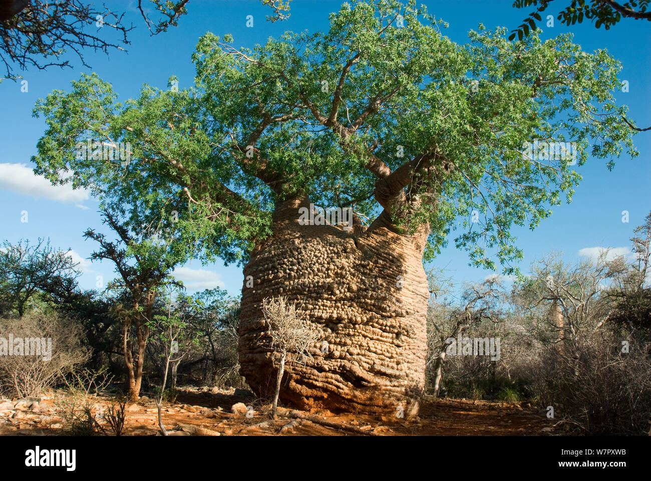 'Grand-mère' Baobab (Adansonia rubrostipa) avec les feuilles vertes de la saison des pluies. Lac Tsimanampetsotsa, parc national de Madagascar. Photographie prise sur l'emplacement pour BBC 'Wild Madagascar' Série, Février 2010 Banque D'Images