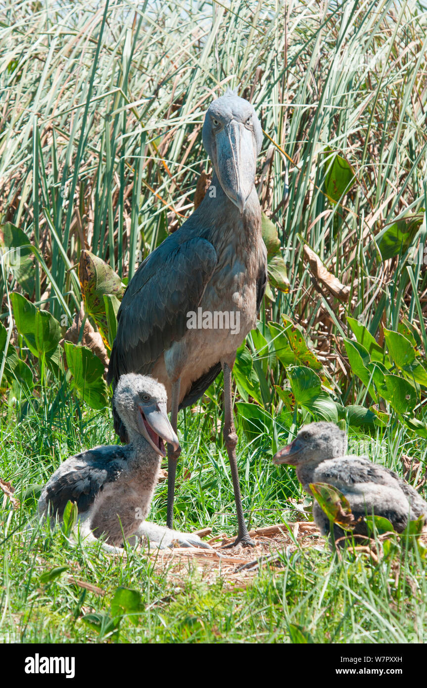 Bec-en-sabot du Nil (Balaeniceps rex) et les poussins sur son nid, Bengwelu  Swamp, Zambie. Photographie prise sur l'emplacement de BBC Afrique, août  2010 Photo Stock - Alamy