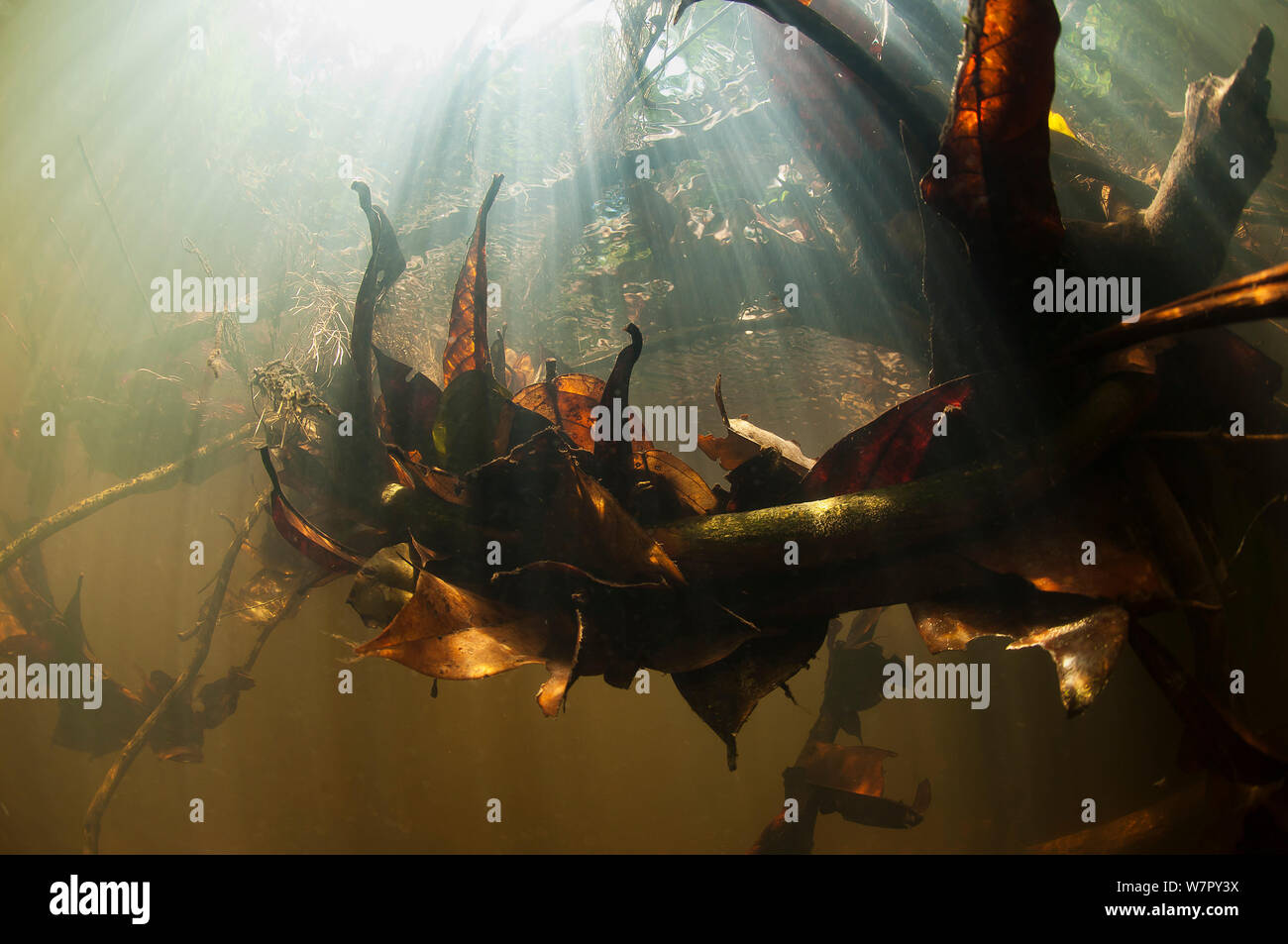 Feuilles dans le courant des rivières. Gran Rio, Suriname, septembre. Banque D'Images