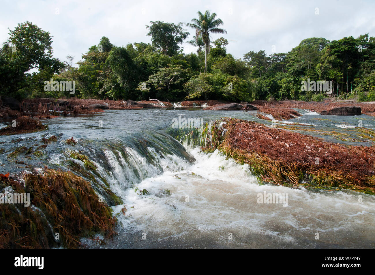 Dans la rapide près de Peti système Awadan, Gran Rio, Suriname, septembre 2012. Banque D'Images