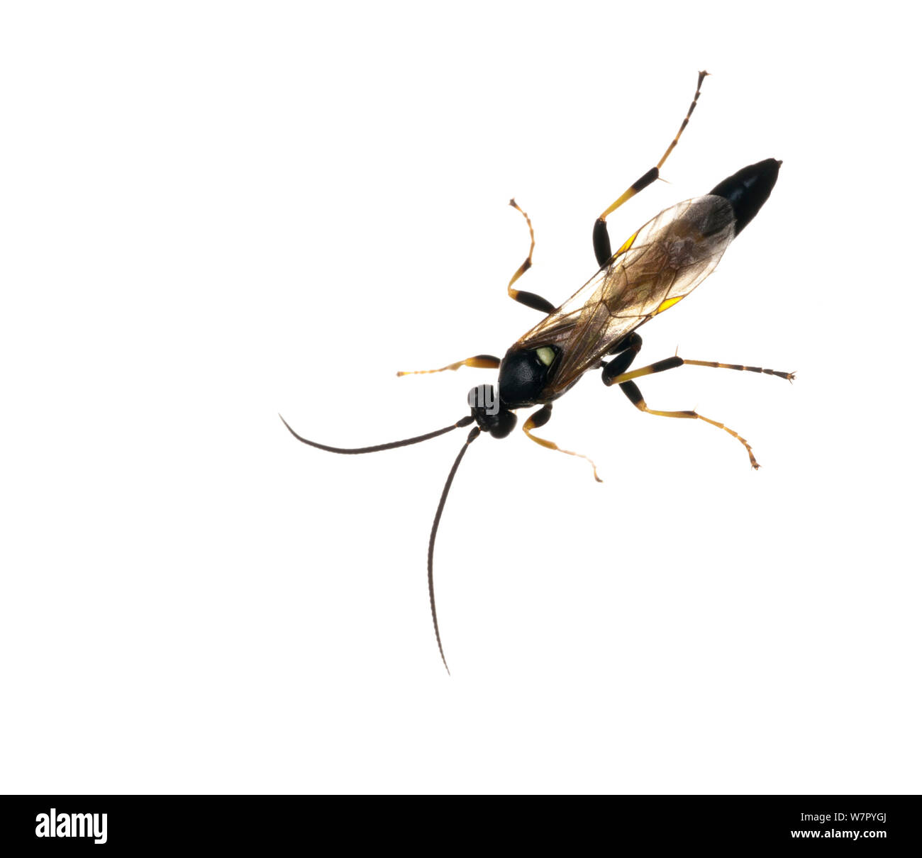 Guêpe mouche ichneumon (Ichneumonidae) sur fond blanc. L'Écosse, au Royaume-Uni, en juillet. Banque D'Images