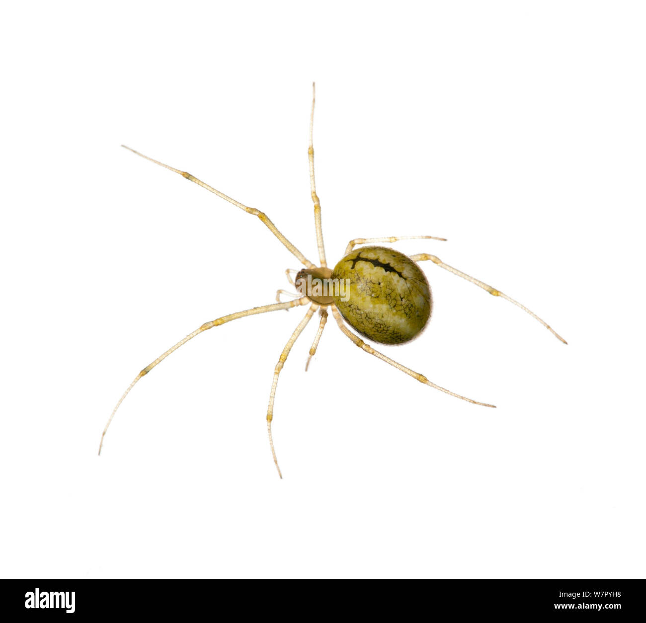 Orb Spider Web Meta (sp) à l'arrière-plan blanc. L'Écosse, au Royaume-Uni, en juillet. Banque D'Images