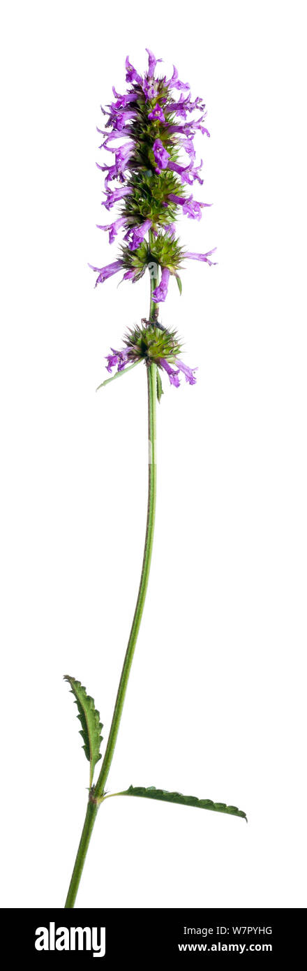 (Betony Stachys sp.) fleur. France, août. Banque D'Images