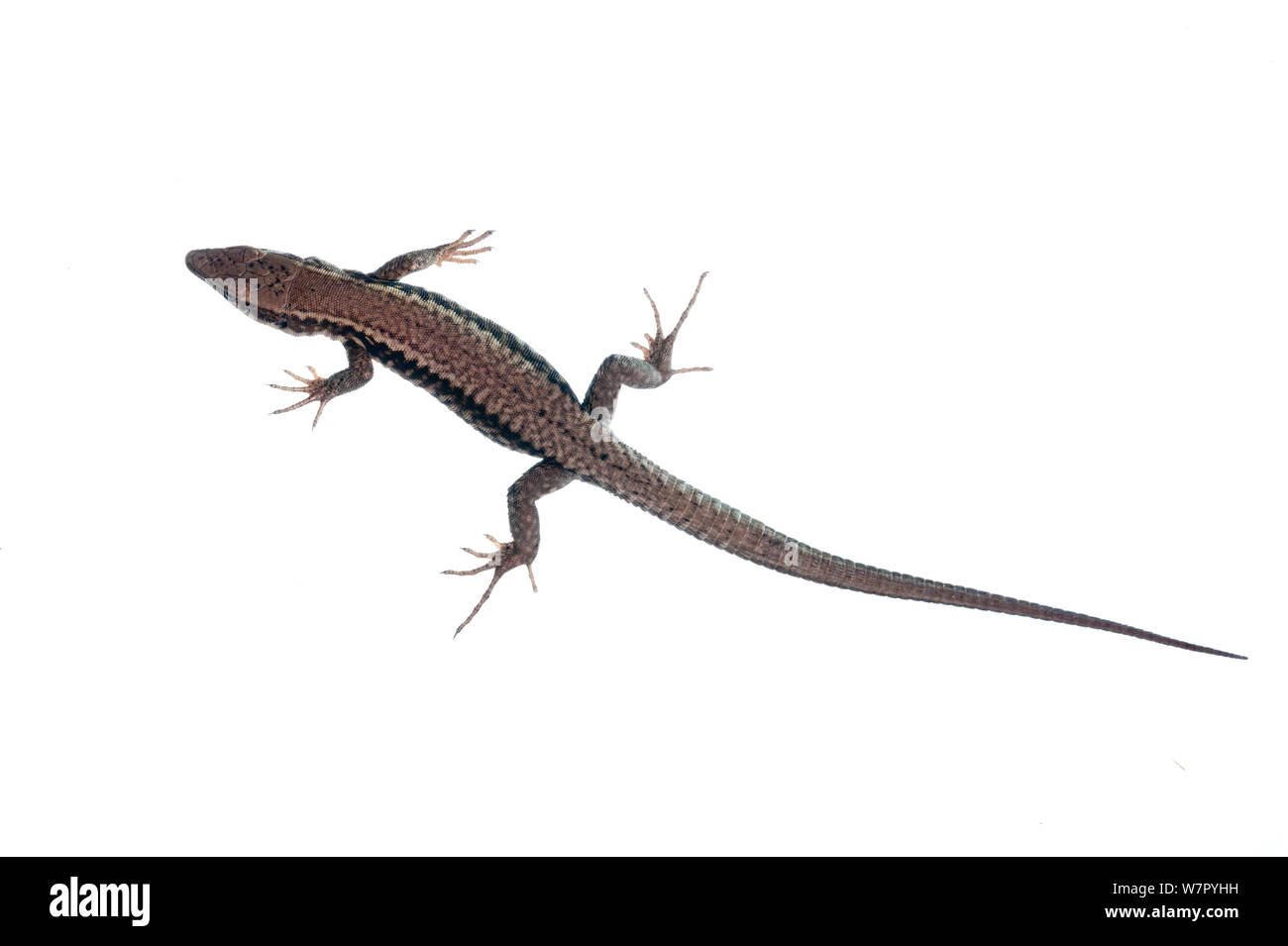 Lézard des murailles (Podarcis lilfordi) contre l'arrière-plan blanc. France, août. Banque D'Images
