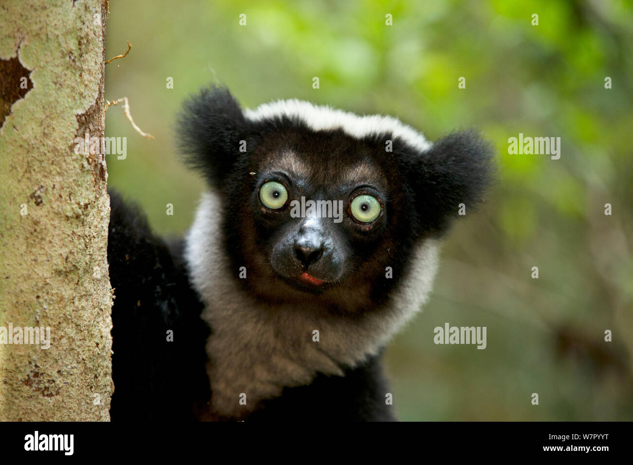 L'Indri (Indri Indri) portrait. Madagascar. Banque D'Images