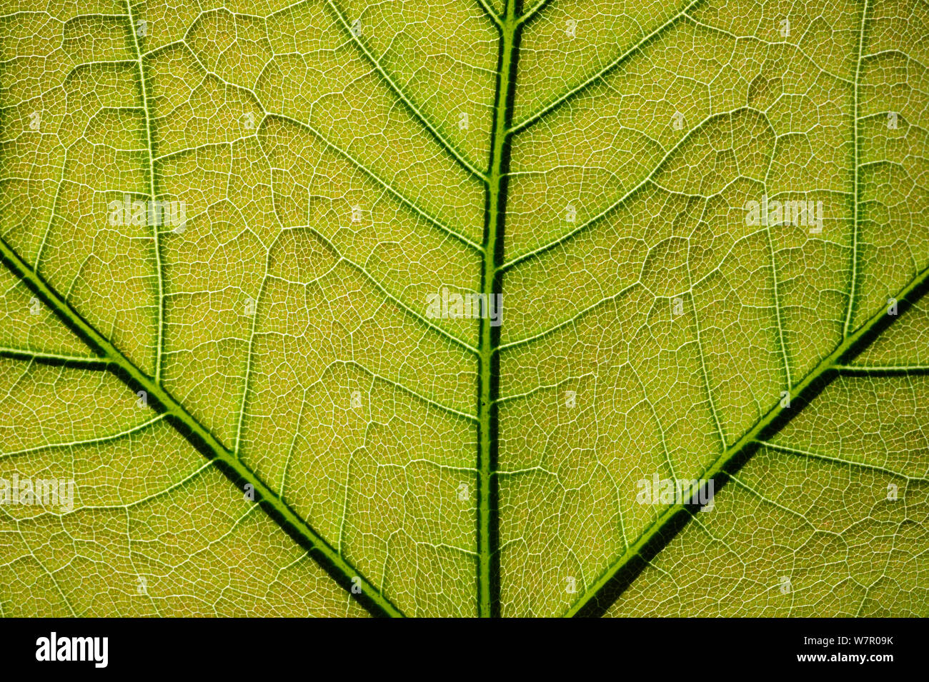 Close up d'un platane (Platanus) feuilles présentant des veines, Parc Naturel Régional de Lorraine, France, mai Banque D'Images