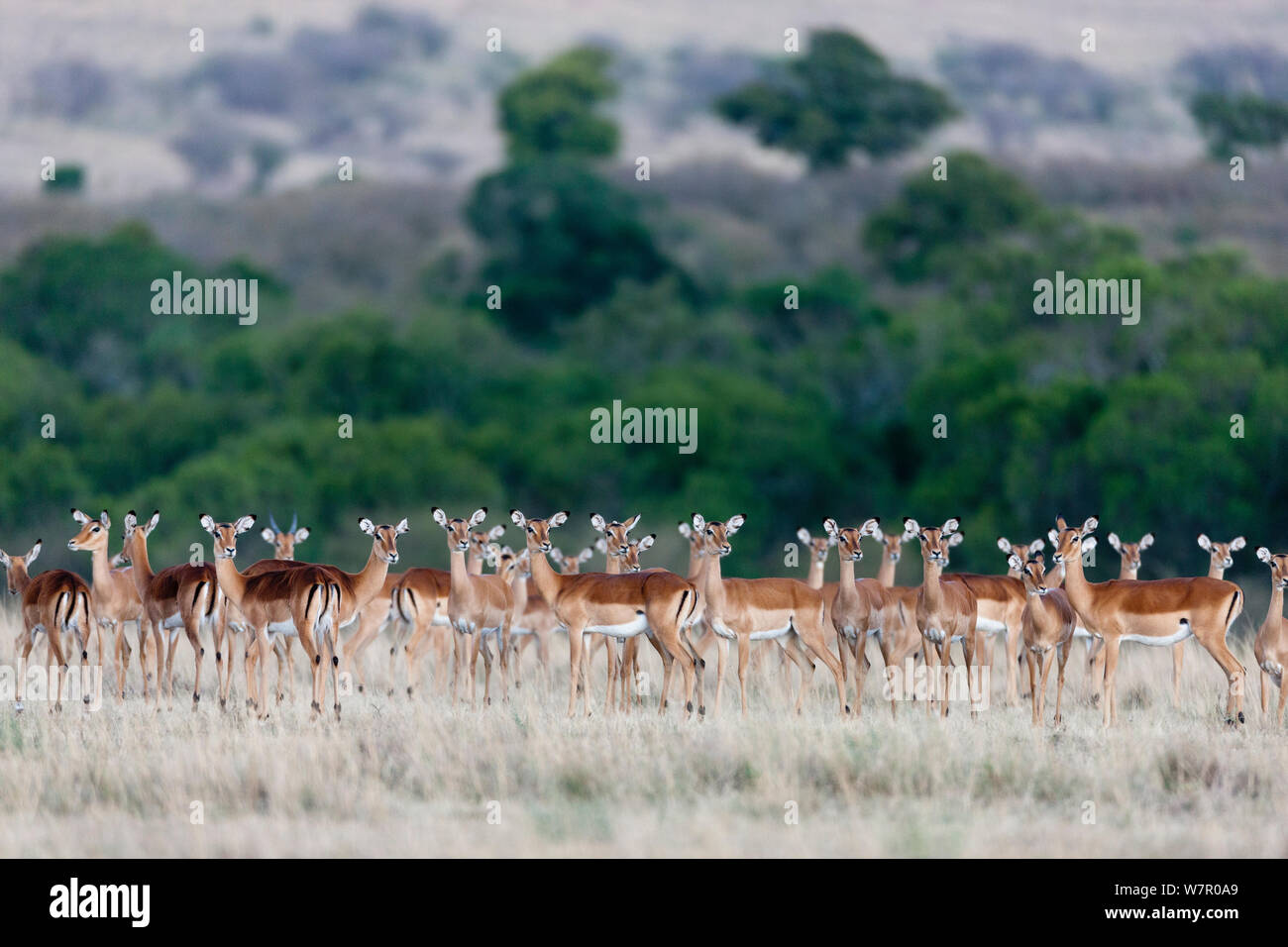 Impala (Aepyceros melampus) troupeau, Masai-Mara Game Reserve, Kenya Banque D'Images