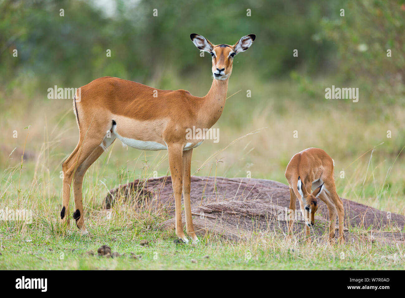 Impala (Aepyceros melampus) femmes et jeunes, Masai-Mara Game Reserve, Kenya Banque D'Images