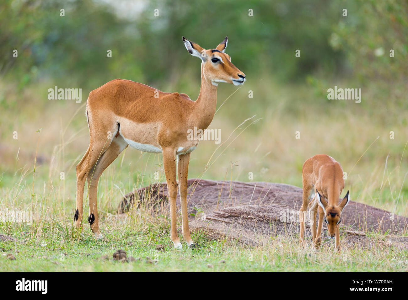 Impala (Aepyceros melampus) femmes et jeunes, Masai-Mara Game Reserve, Kenya Banque D'Images