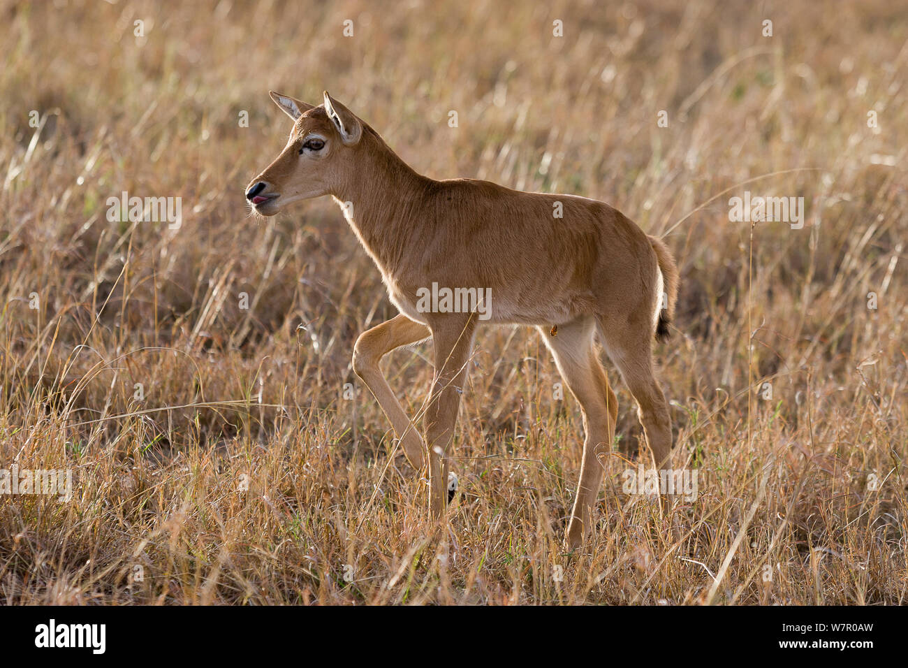 Topi (Damaliscus korrigum) veau, Masai-Mara Game Reserve, Kenya Banque D'Images