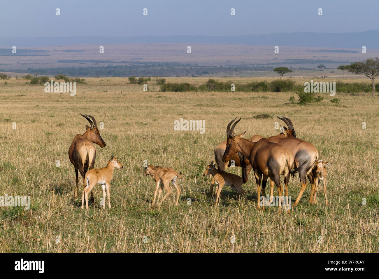 Topi (Damaliscus korrigum) les femelles et les jeunes, Masai-Mara Game Reserve, Kenya Banque D'Images