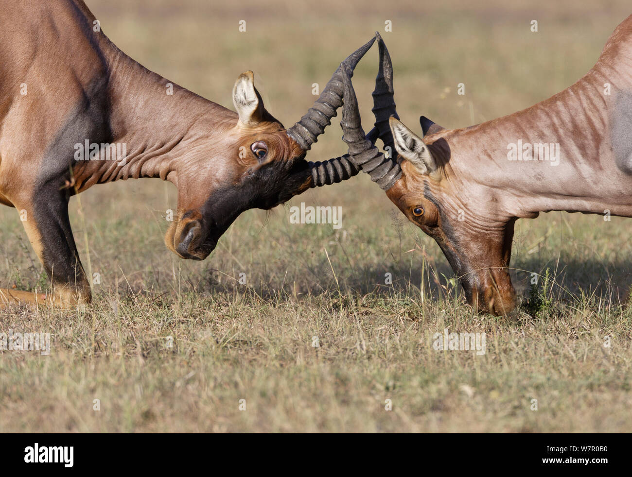 Topi (Damaliscus korrigum) mâles combats, Masai-Mara Game Reserve, Kenya Banque D'Images